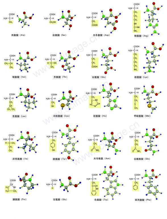 人体21种氨基酸结构图图片