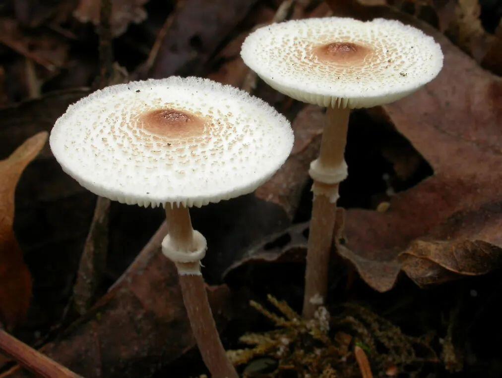 【蘑菇的分类】4.蘑菇科 白环蘑属Leucoagaricus、白鬼伞属Leucocoprinus - 哔哩哔哩