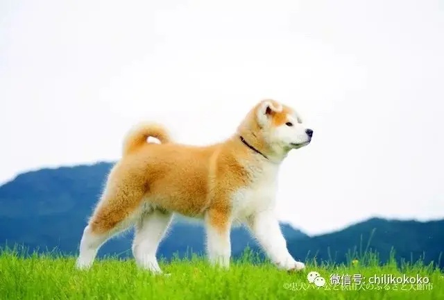 忠犬八公贺年卡来拜年秋田犬萌照大放送 哔哩哔哩