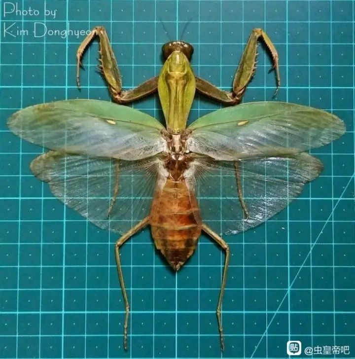 已知螳螂战斗力排行榜(2023年初版)