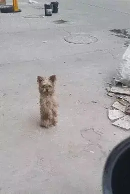 狗狗被主人扔掉后,用主人教过的动作,小心翼翼向路人乞讨 狗狗被主人扔掉后,用主人教过的动作,小心翼翼向路人乞讨