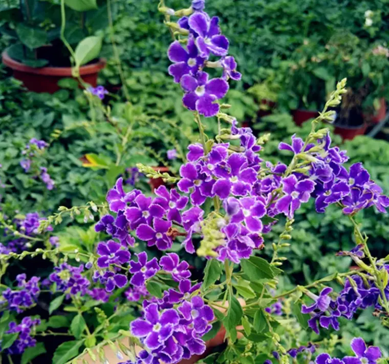 蓝妖 金露花的养殖方法和注意事项 掌握这5点 开的超爆 哔哩哔哩