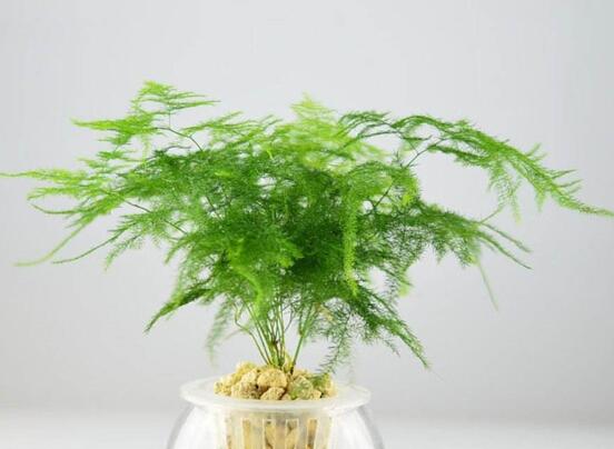 居家养什么花草植物好，盘点十大美化环境招财镇宝的植物