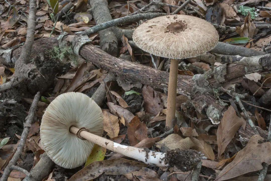 【蘑菇的分类】3.蘑菇科 大环柄菇属Macrolepiota、青褶伞属Chlorophyllum - 哔哩哔哩