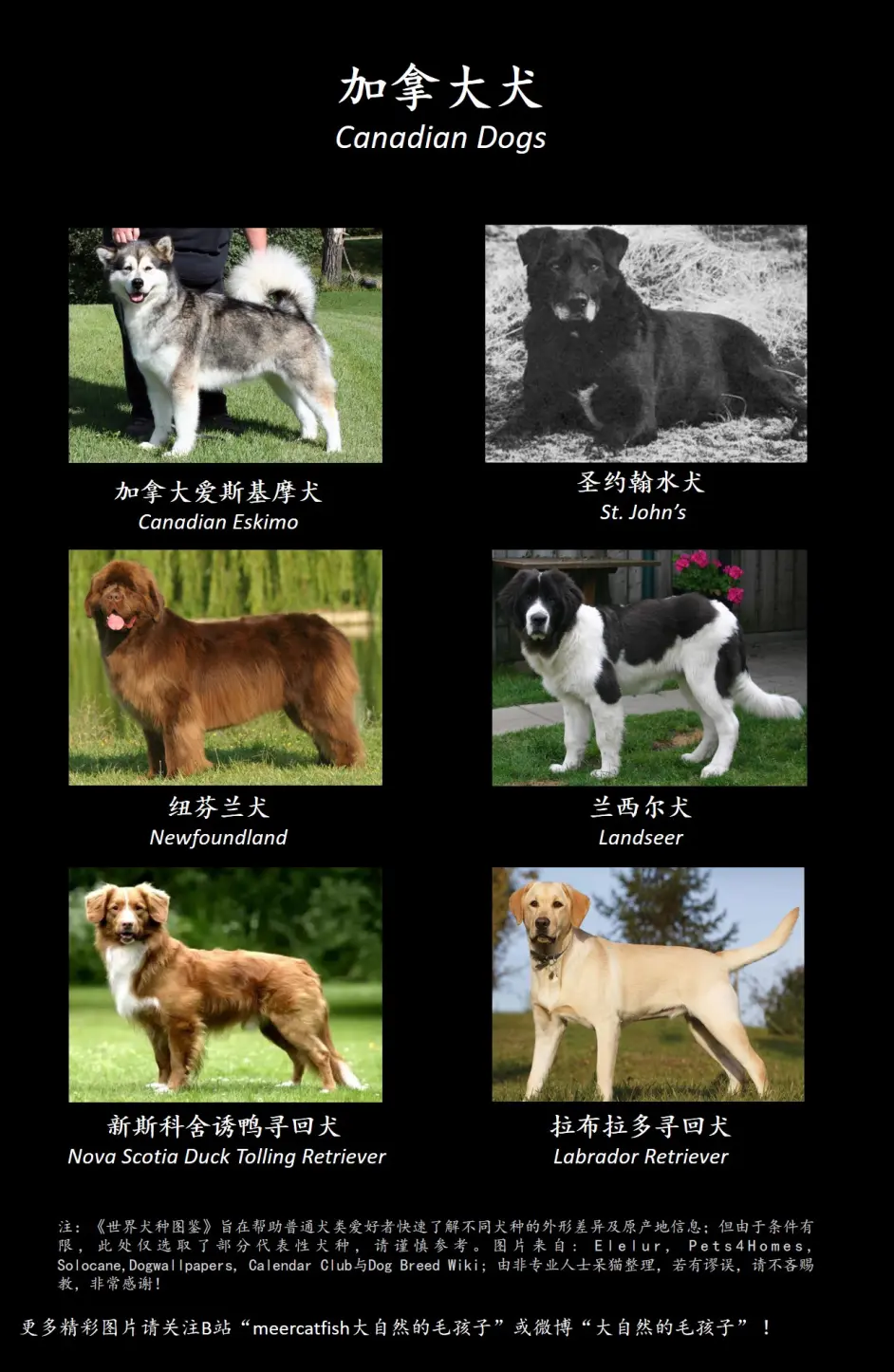 世界犬种图鉴 第四弹 加拿大犬 枫叶国的狗狗你知多少 哔哩哔哩