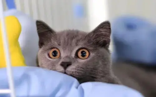 袖虎病猫攻略:母猫产后出血的解决办法- 哔哩哔哩