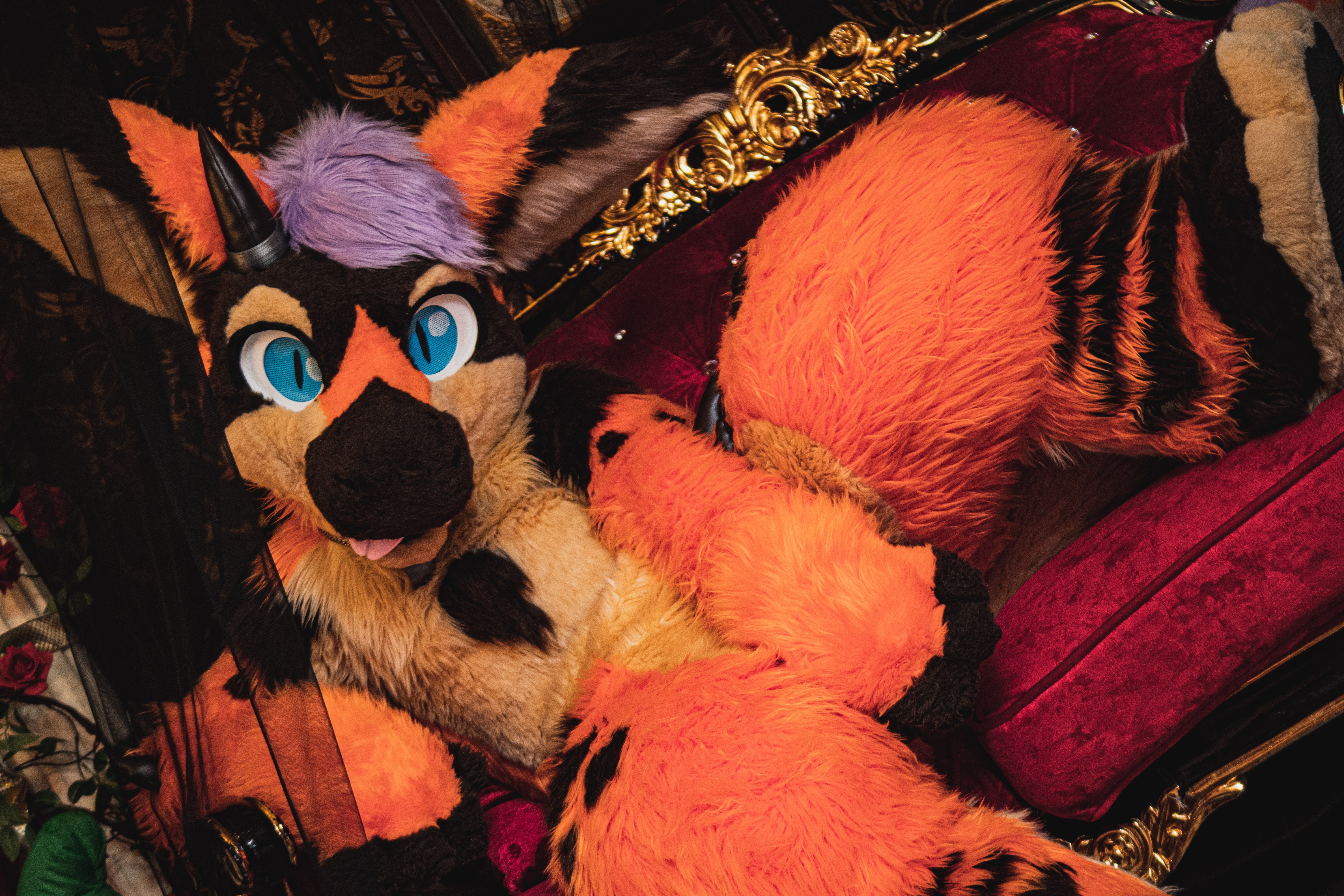 【毛毛图鉴】丹波