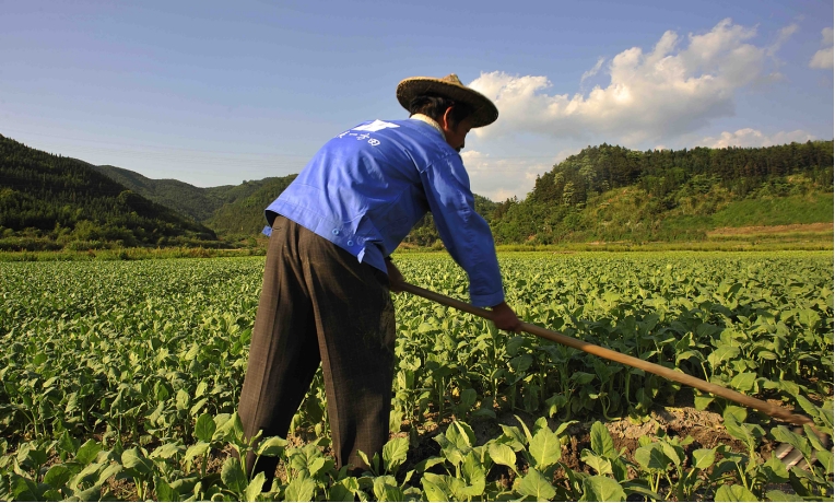 这个叫老蔡的菜农火了!福州,厦门的朋友再忙也要看看!