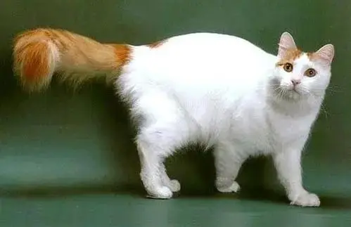 袖虎病猫攻略：母猫产后出血的解决办法- 哔哩哔哩