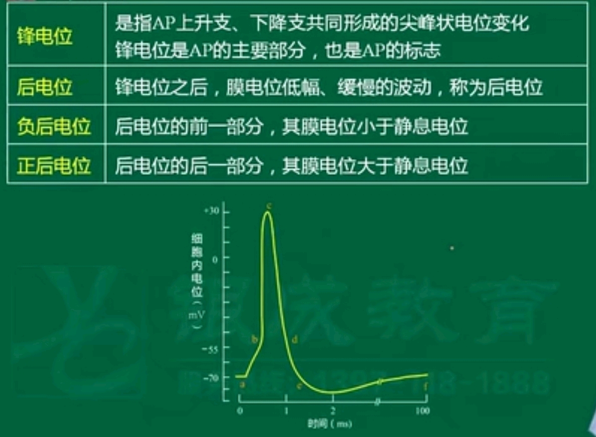 《生理学》整理2