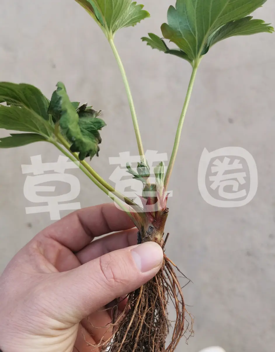 草莓芽线虫图片