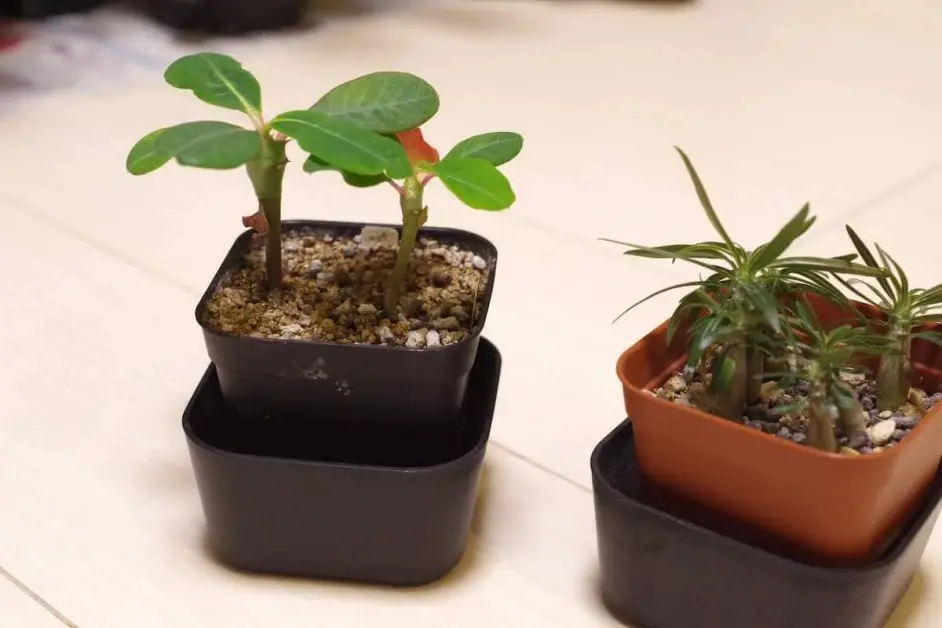 养护室内观叶植物时 你喜欢用什么花盆 你觉得哪一种最好看 哔哩哔哩