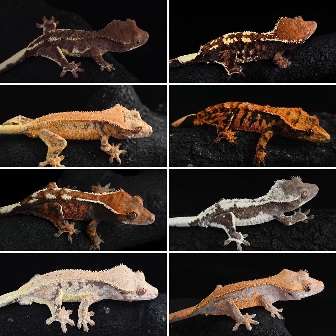 【睫毛精】纤毛多趾虎属Correlophus-睫角守宫物种简述&饲养繁殖问题全解 - 哔哩哔哩 