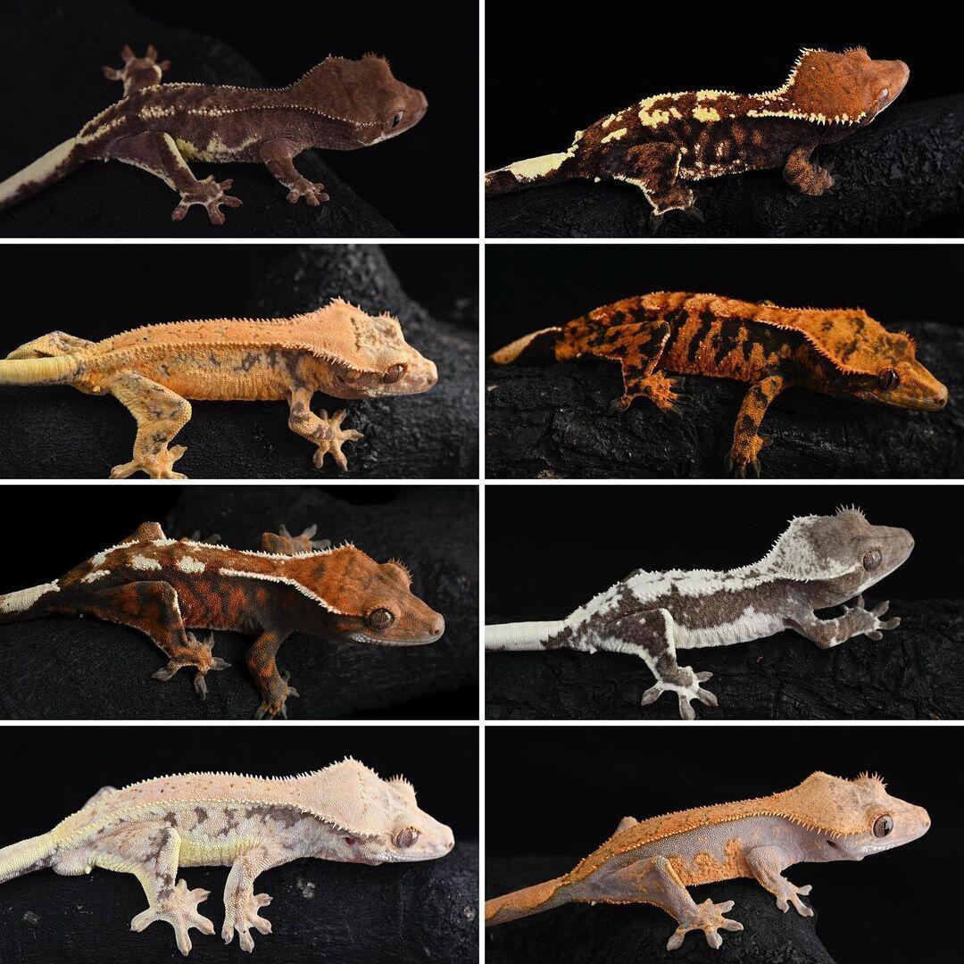 【睫毛精】纤毛多趾虎属Correlophus-睫角守宫物种简述&饲养繁殖问题全解 - 哔哩哔哩