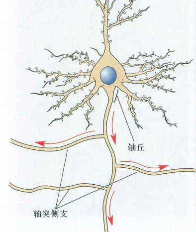 神经科学基础1神经元中文