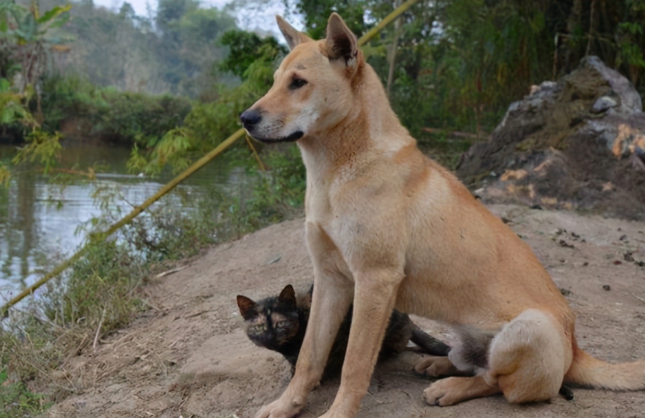 为什么大家都爱养土狗？这几个好处，看了不选都不行 - 哔哩哔哩