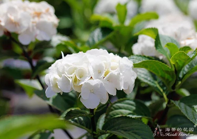 黑金刚白▲魔幻革命▲梦幻蓝▲珍贵▲粉色美女挑选适合自己绣球的