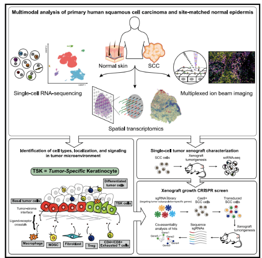 Visium空间基因表达解决方案助力《Cell》文章发表！ 哔哩哔哩