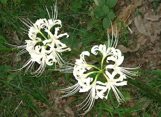 彼岸花的花语 代表着最深沉的爱意 但却不适合送恋人 哔哩哔哩