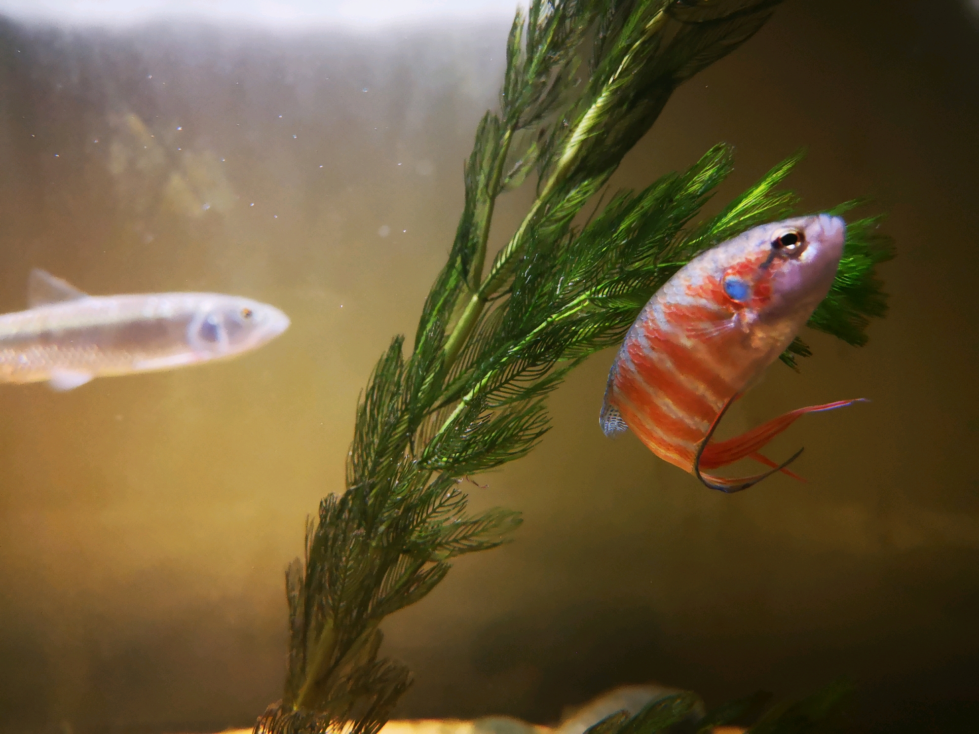 叉尾斗鱼拍摄(第二期)