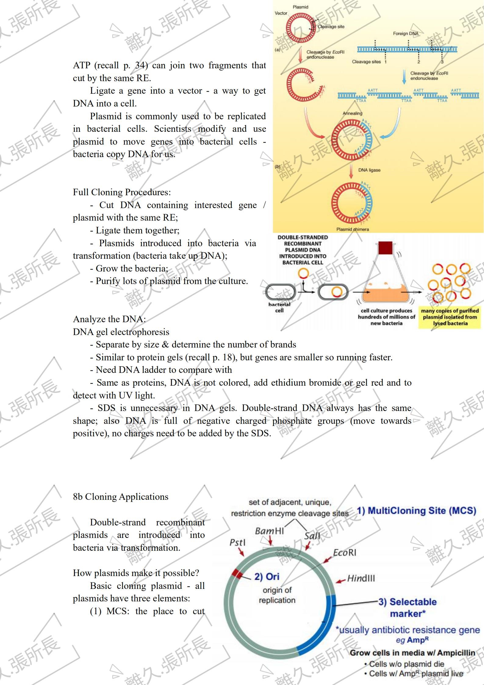 分子与细胞生物学 20 L8abc Molecular Biology Lab Techniques (1) 哔哩哔哩