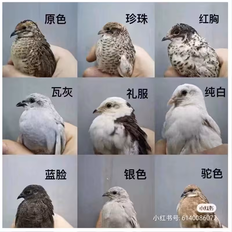 芦丁鸡辨别公母大合集