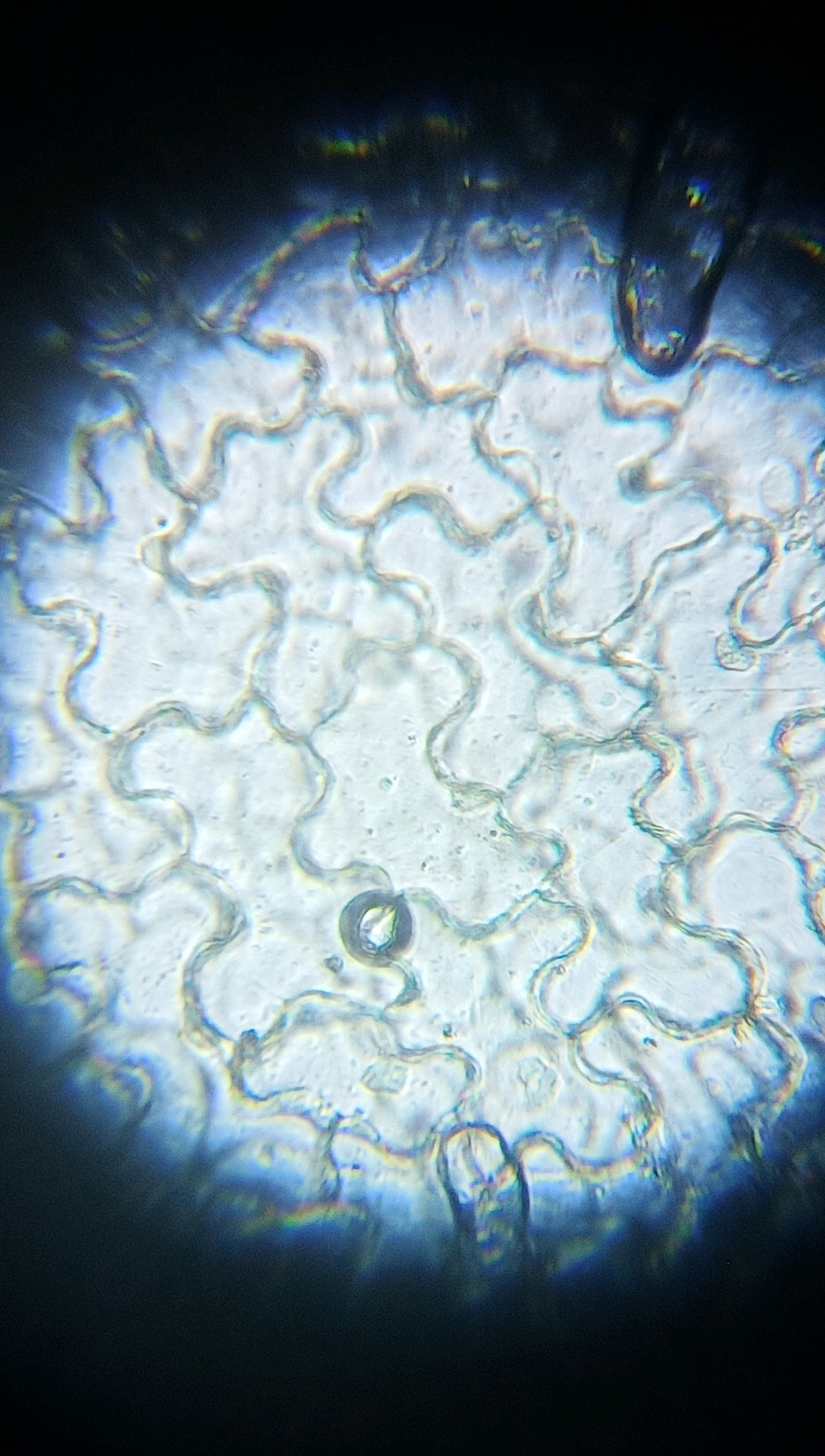 百合花花粉粒显微图图片