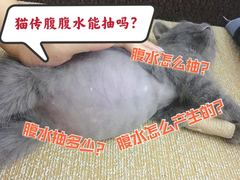 猫传腹的腹水怎么产生的？怎么抽？抽多少？抽腹水会死亡吗？ - 哔哩哔哩