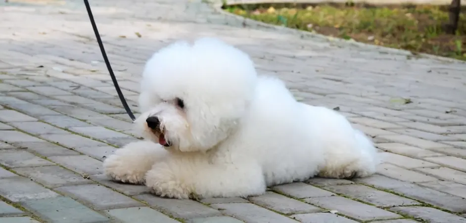 比熊犬 有虫 的六大表现 宠主赶紧速查你家狗有吗 哔哩哔哩 比熊犬 有虫 的六大表现 宠主赶紧速查你家狗有吗 哔哩哔哩