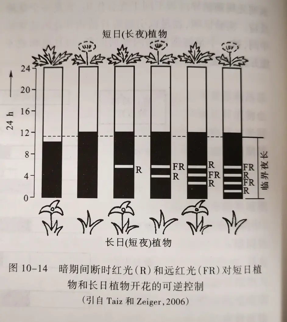 植物的生殖生理 哔哩哔哩 植物的生殖生理 哔哩哔哩