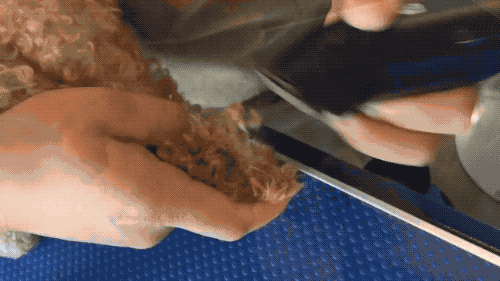 狗狗"大改造 "之tony老师教你给狗狗吹洗剪三部曲