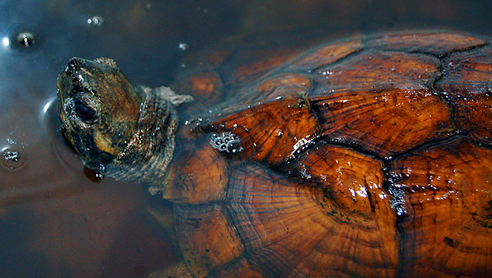 枫叶龟这个种小型龟，目前环境我是不敢让它中暑了_哔哩哔哩 (゜-゜)つロ 干杯~-bilibili