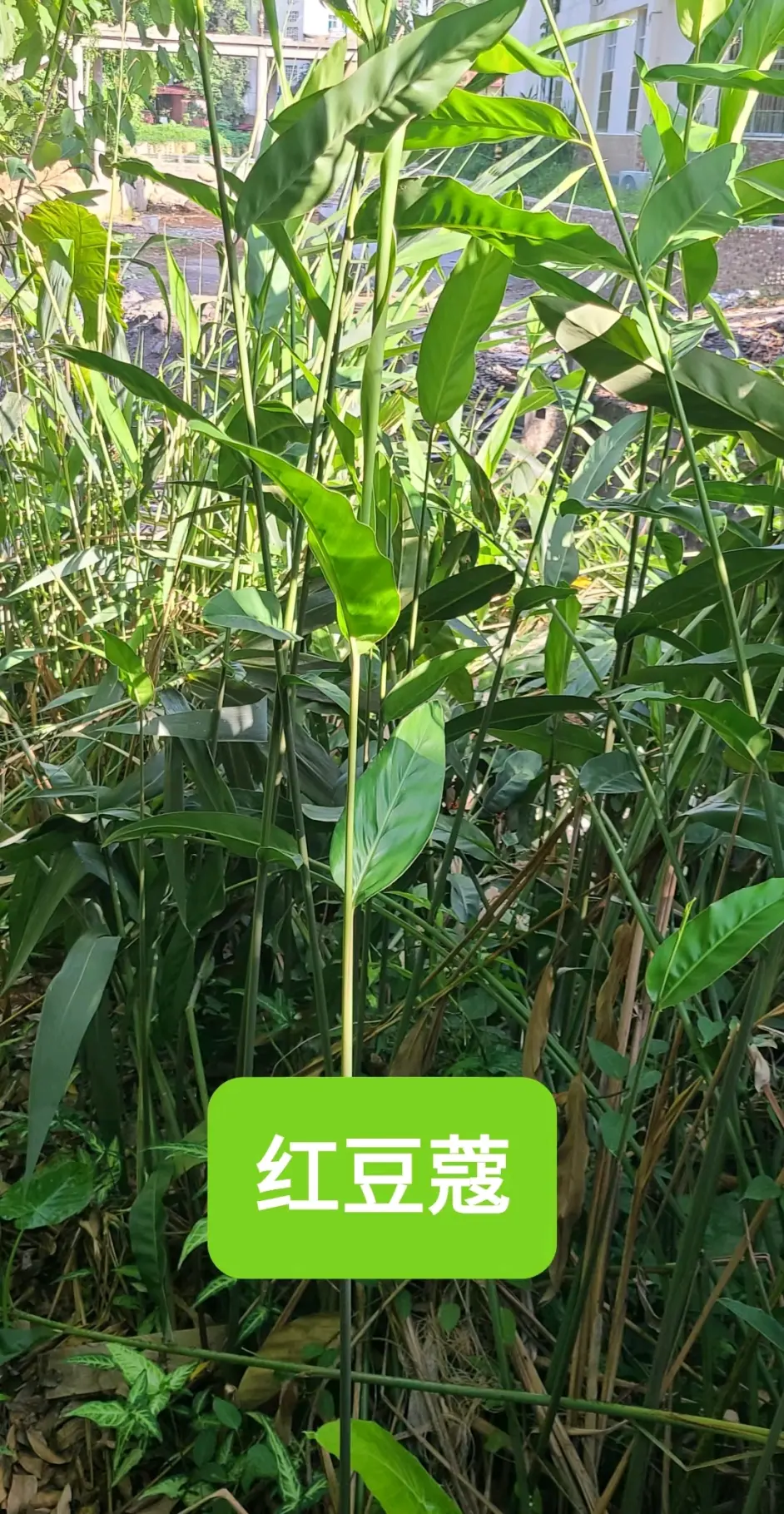 土塔药 贺哈 红豆蔻根 哔哩哔哩