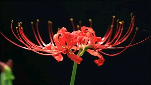 一些关于原神胡桃的心里话 感悟录 哔哩哔哩