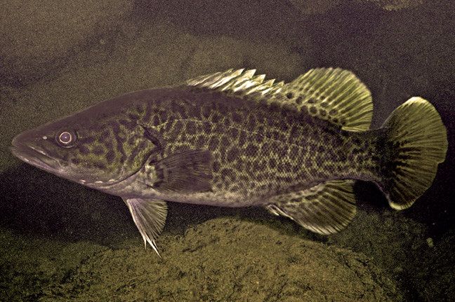 南半球的鲈鱼真鲈科物种总览