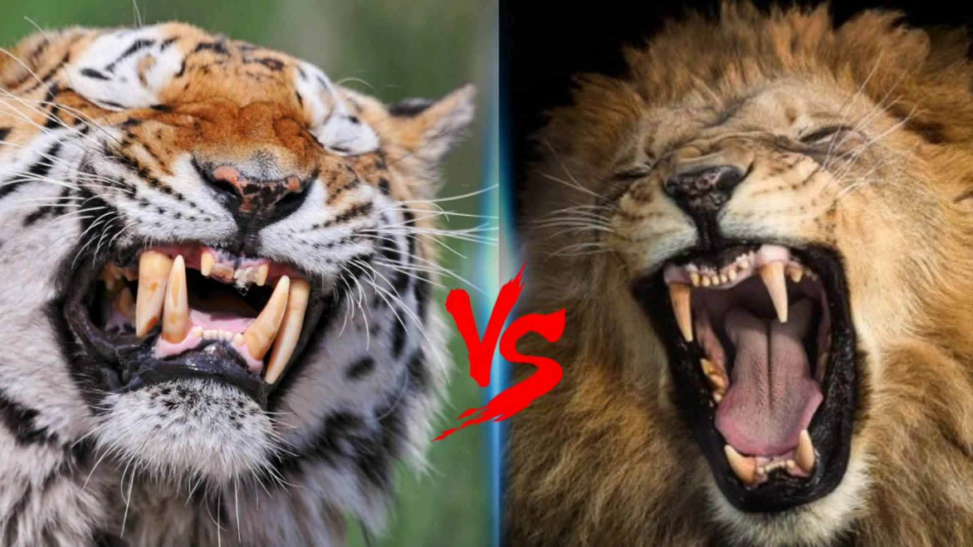 狮虎兽vs虎狮兽，谁才是最强大的杂交猫科动物？_哔哩哔哩_bilibili