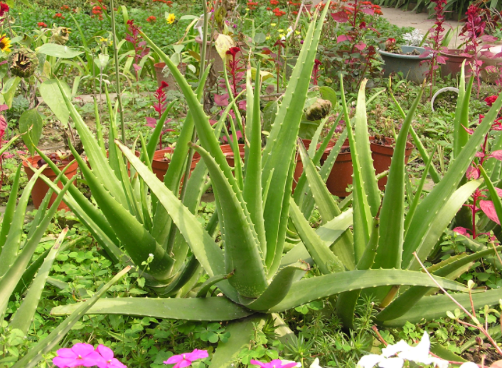 点我学习aloevera