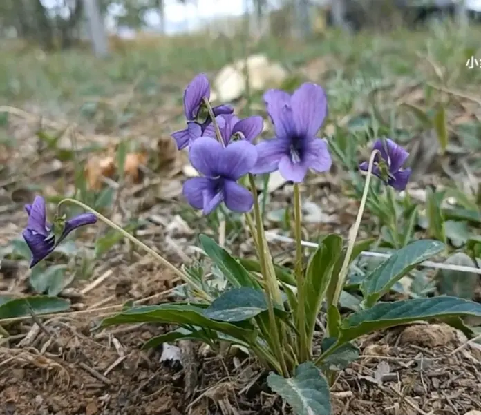 发现100种染料植物 第1种 紫花地丁 哔哩哔哩 发现100种染料植物 第1种 紫花地丁 哔哩哔哩