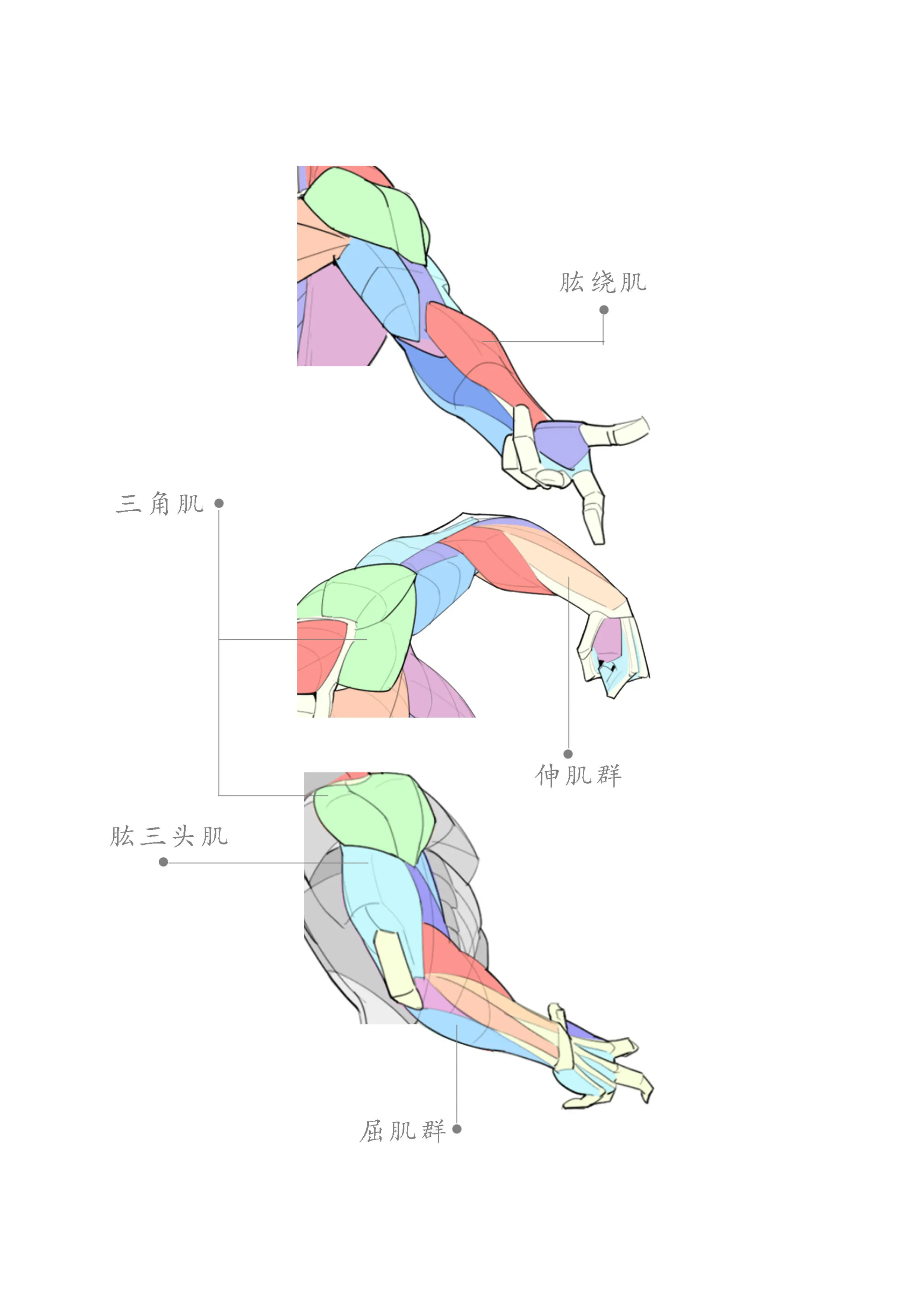 手臂示意图图片