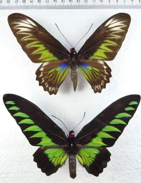 马来西亚国蝶翠叶红颈凤蝶