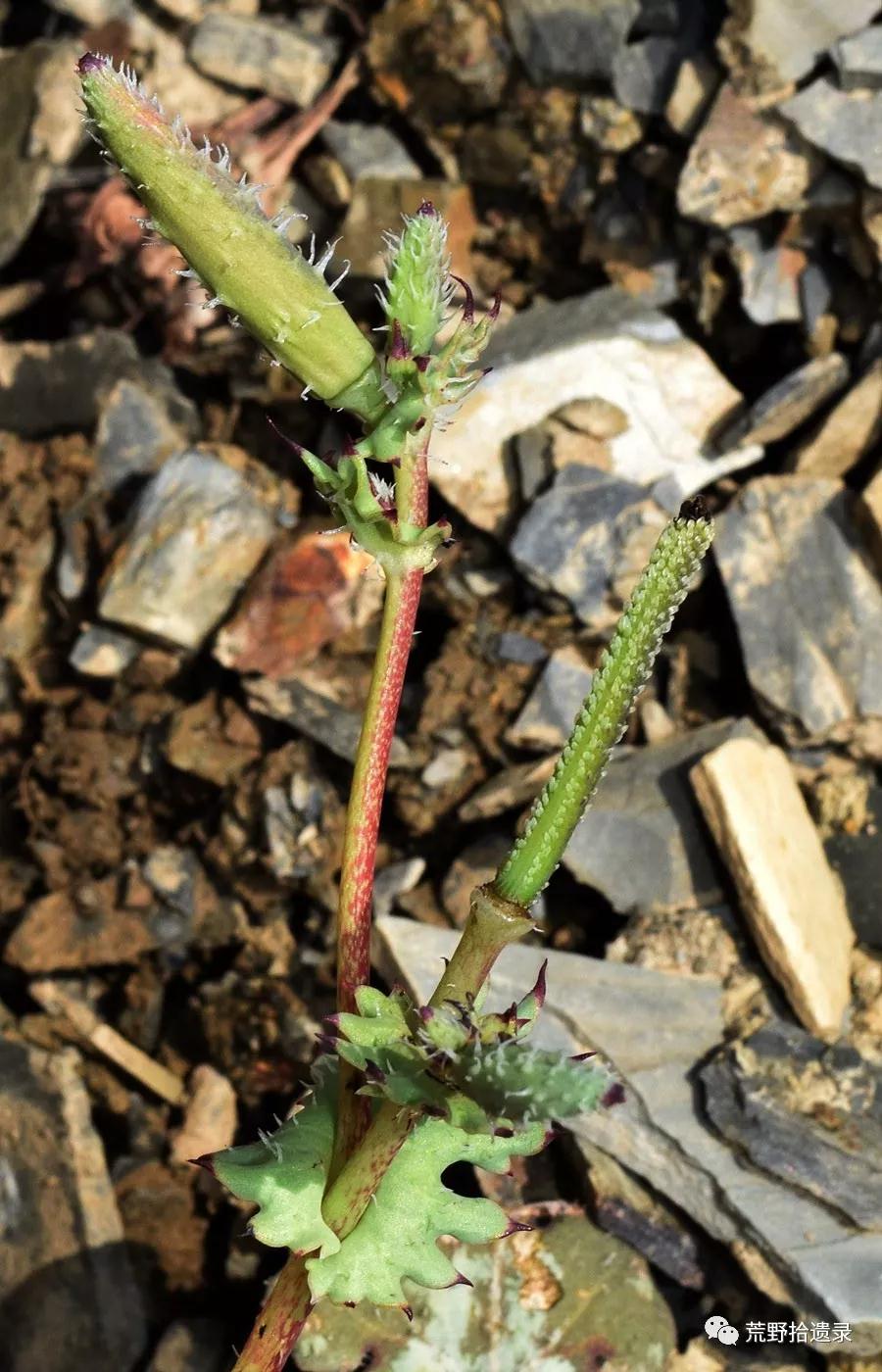 中国海罂粟属 - 哔哩哔哩