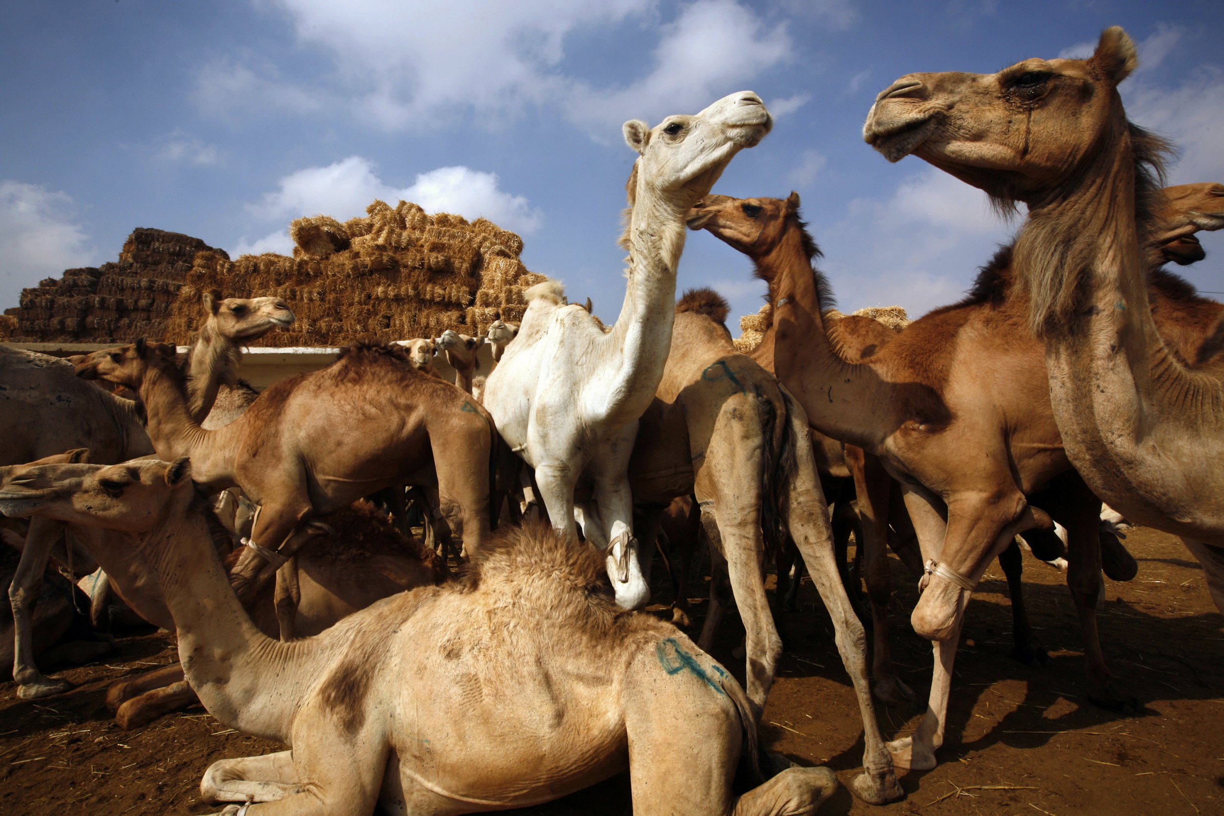 【神秘动物学】美洲西南部骆驼（American Southwest Camels） - 哔哩哔哩