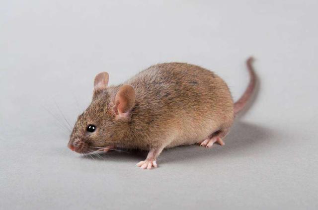 广州荔湾区昌华街道家庭如何防治老鼠 - 哔哩哔哩