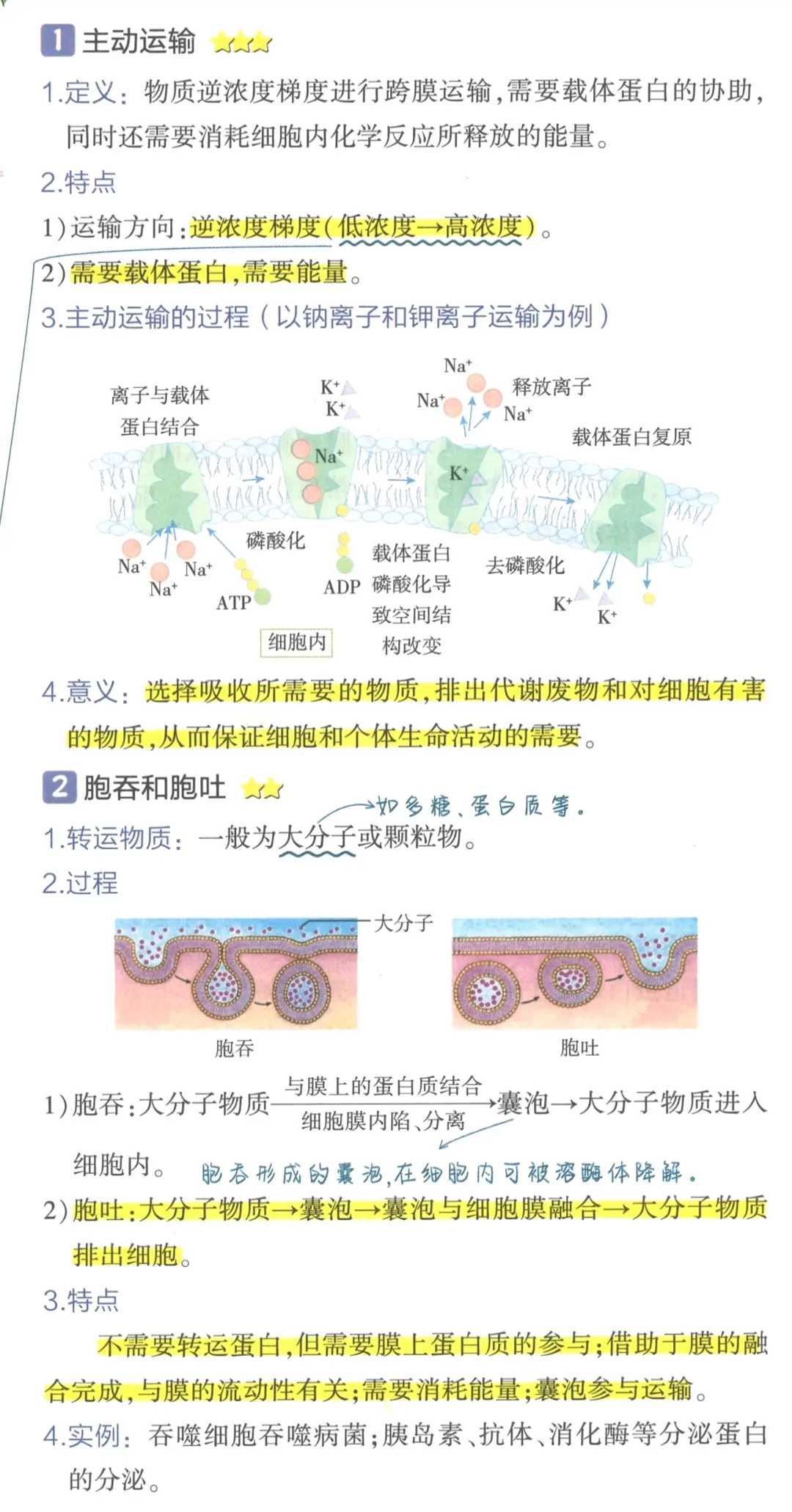 胞吞胞吐的过程图片