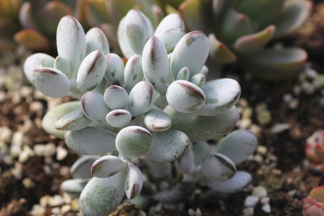 包邮区那些夏必死的多肉们