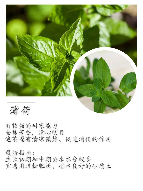 室内绿植推荐 在宿舍养一盆小可爱吧 哔哩哔哩 室内绿植推荐 在宿舍养一盆小可爱吧 哔哩哔哩