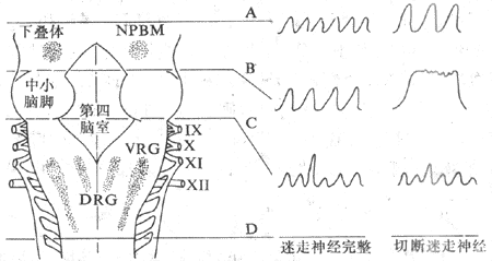 生理学 呼吸运动的调节 哔哩哔哩专栏