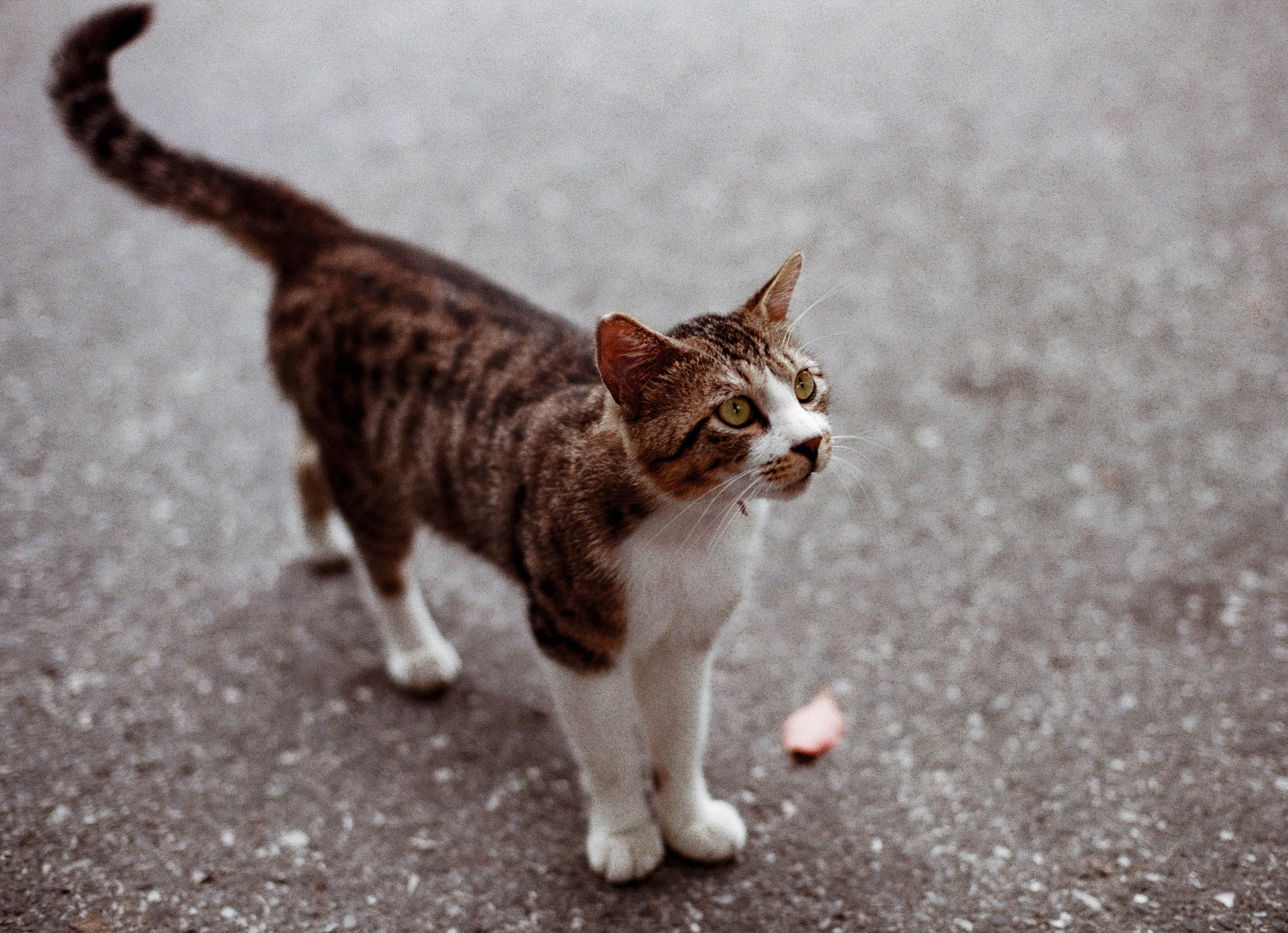 宠物摄影-可爱猫咪|摄影|动物|LUCKY宠物摄影 - 原创作品 - 站酷 (ZCOOL)