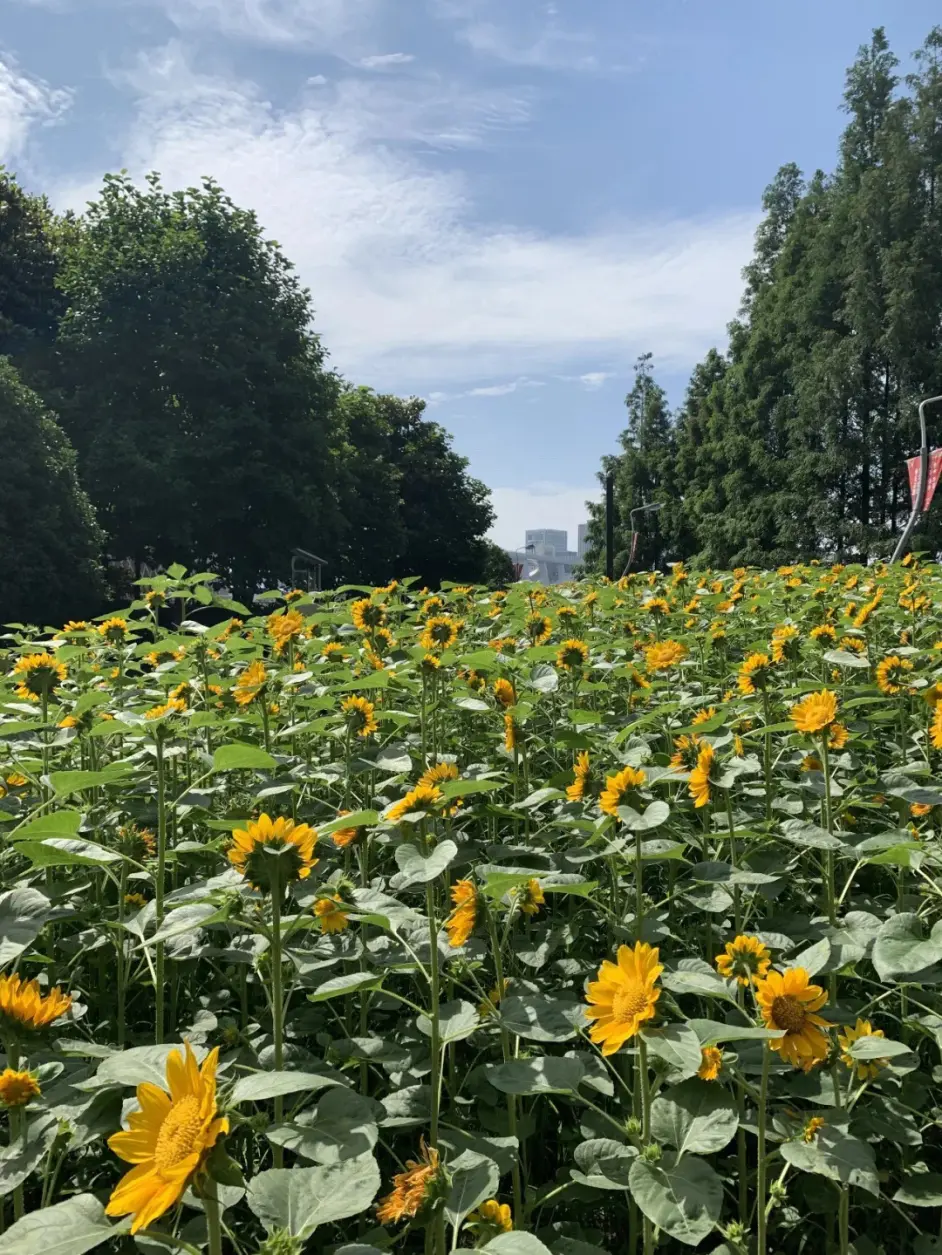 南园滨江绿地 哔哩哔哩