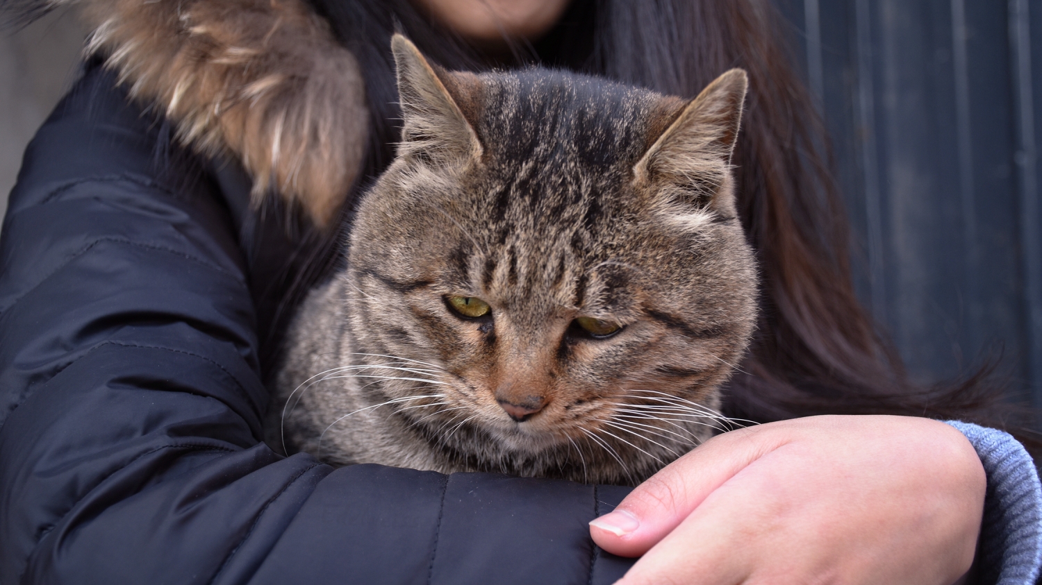 流泪猫猫头 - 堆糖，美图壁纸兴趣社区